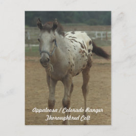 Appaloosa/Colorado Ranger ThooughbredColt Briefkaart