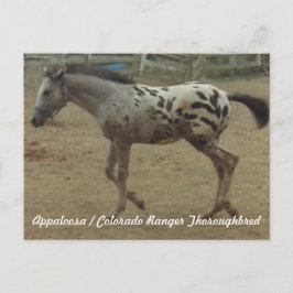 Appaloosa/Colorado Ranger Thoroughbred Colt II Briefkaart