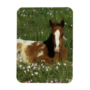 Appaloosa Foal Laying Down in Flowers Magneet