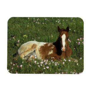 Appaloosa Foal Laying Down in Flowers Magneet