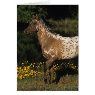 Appaloosa Horse debout au bord du lac