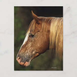 Appaloosa Horse Headshot 1 Briefkaart