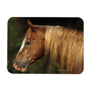 Appaloosa Horse Headshot 1 Magneet