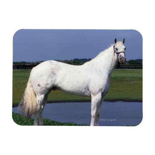 Appaloosa Horse Magneet (Horizontaal)