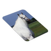Appaloosa Horse Magneet (Rechterzijde)