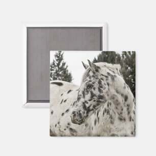 Appaloosa Horse Magneet