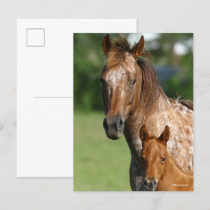 Appaloosa Horse Mare en Foal Headshot Briefkaart