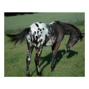 Appaloosa Horse Perfect Poster