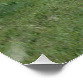 Appaloosa Horse Perfect Poster (Hoek)