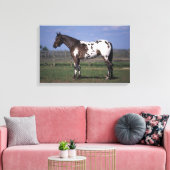 Appaloosa Horse Standing Canvas Afdruk (Insitu (Woonkamer))