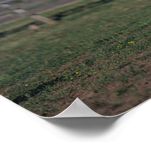 Appaloosa Horse Standing Poster (Hoek)