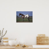 Appaloosa Horse Standing Poster (Keuken)