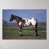 Appaloosa Horse Standing Poster (Voorkant)