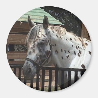 Appaloosa magneet
