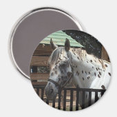 Appaloosa Magnet (Recto/Verso)