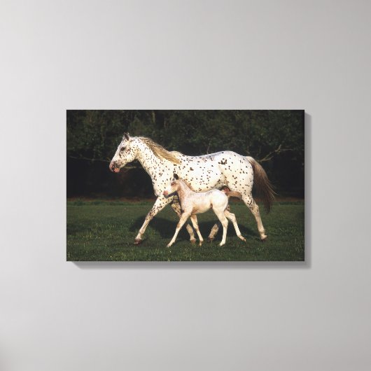 Appaloosa Mare en Foal in het veld Canvas Afdruk (Voorkant)