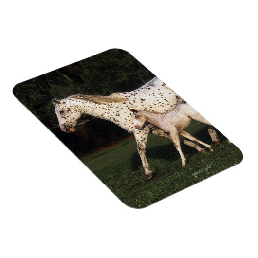 Appaloosa Mare en Foal in het veld Magneet (Rechterzijde)