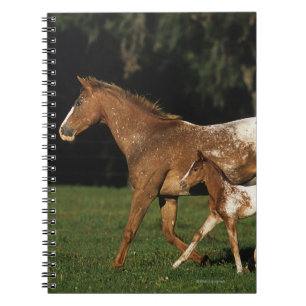 Appaloosa-mare en -slachtafvallen notitieboek