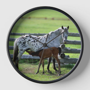 Appaloosa Merrie en Veulen Paard