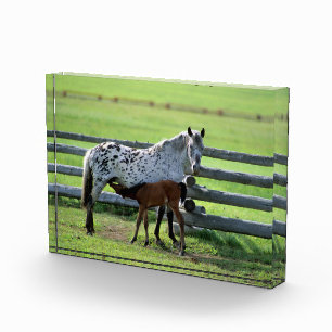 Appaloosa Merrie en Veulen Paard Fotoblokken