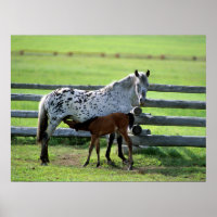 Appaloosa Merrie en Veulen Paard