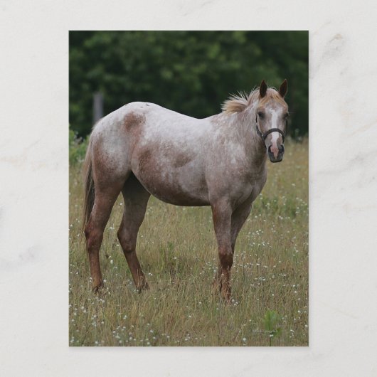 Appaloosa Paard in de gras Briefkaart (Voorkant)