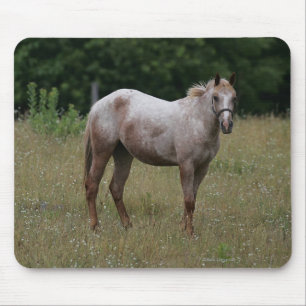 Appaloosa Paard in de gras Muismat