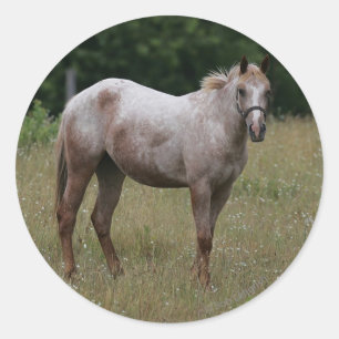 Appaloosa Paard in de gras Ronde Sticker