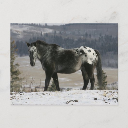 Appaloosa-paard in de sneeuw briefkaart (Voorkant)