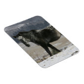 Appaloosa-paard in de sneeuw magneet (Rechterzijde)