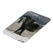 Appaloosa-paard in de sneeuw magneet (Linkerzijde)