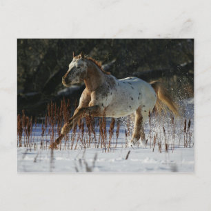 Appaloosa-paard met sneeuw briefkaart