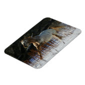 Appaloosa-paard met sneeuw magneet (Linkerzijde)