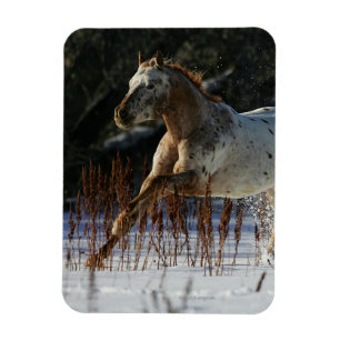 Appaloosa-paard met sneeuw magneet