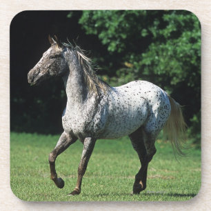 Appaloosa-paard met vlucht 2 bier onderzetter