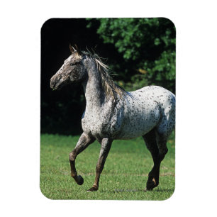 Appaloosa-paard met vlucht 2 magneet