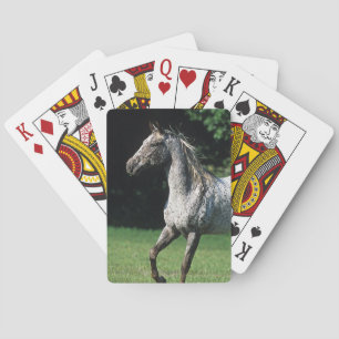 Appaloosa-paard met vlucht 2 pokerkaarten
