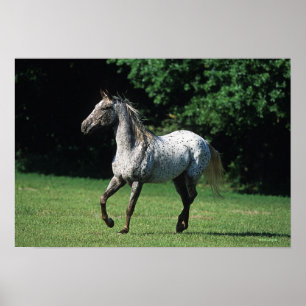 Appaloosa-paard met vlucht 2 poster