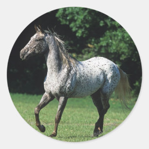 Appaloosa-paard met vlucht 2 ronde sticker