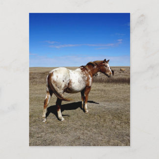 Appaloosa paard op zomerse prairies briefkaart