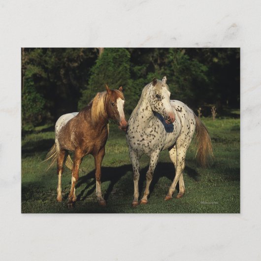 Appaloosa paarden briefkaart (Voorkant)