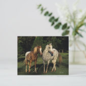 Appaloosa paarden briefkaart (Staand voorkant)