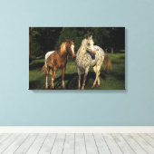 Appaloosa paarden canvas afdruk (Insitu (Houten vloer))
