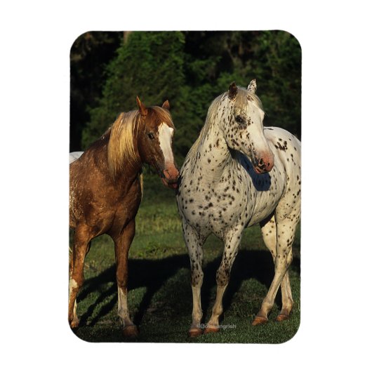 Appaloosa paarden magneet (Verticaal)