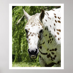 Appaloosa-portret, paardenfotografie poster