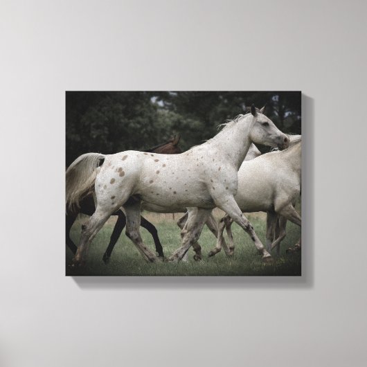 Appaloosa Running Free Canvas Afdruk (Voorkant)