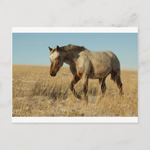 Appalosa-mare op de prairies briefkaart