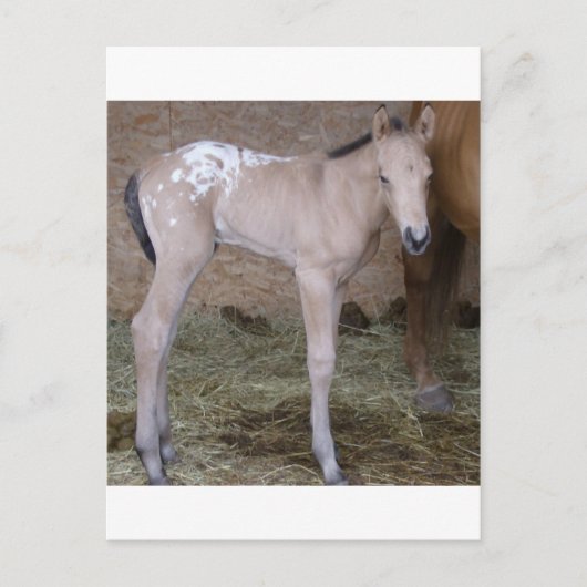 appbabe briefkaart (Voorkant)