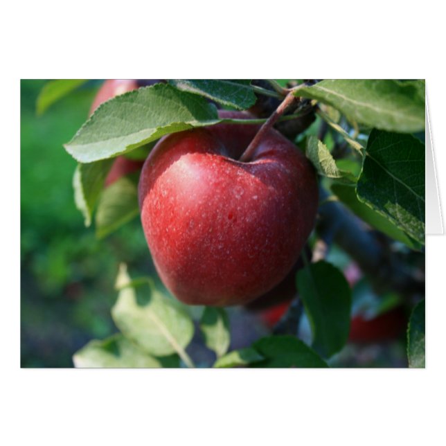 Appel (Voorkant Horizontaal)