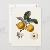 Appel Briefkaart (Voorkant / Achterkant)